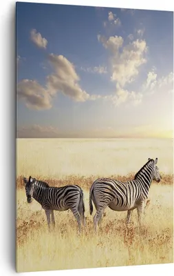 Produktbild von Bild auf Leinwand - Leinwandbild - Einteilig - Zebra tier gestreift savanne - 80x120cm - Wand Bild - Wanddeko - Wandbilder - Leinwanddruck - Wanddekoration - Leinwand bilder - Wandbild - PA80x120-2596