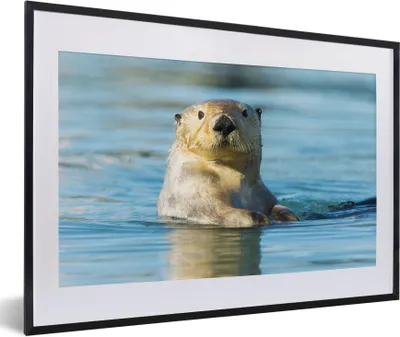 Produktbild von MuchoWow® Gerahmtes Poster Weißer Otter schwimmt 60x40 cm - Poster mit Schwarzem Bilderrahmen Wandposter Rahmen Foto Bilder - Schlafzimmer - Plakat in Rahmen - Drucken