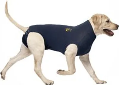 A dog wearing a navy blue medical shirt.