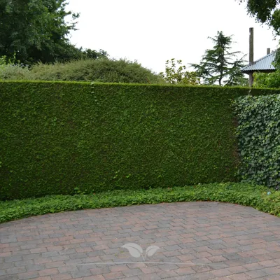 Produktbild von Lebensbaum Thuja Brabant 120-140 cm, 15x Heckenpflanze