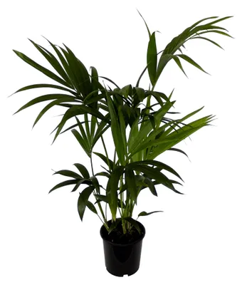 Produktbild von Kentia-Palme, Howea forsteriana, 1 Pflanze, 3 l Topf, ca. 60-80 cm hoch