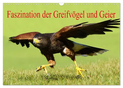 Produktbild von Faszination der Greifvögel und Geier (Wandkalender 2027 DIN A3 quer), CALVENDO Monatskalender
