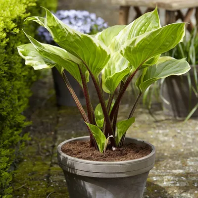 Produktbild von Funkie Hosta Knolle Zierblätter Staude Schattenpflanzen Funkie Sorbet 1 St.
