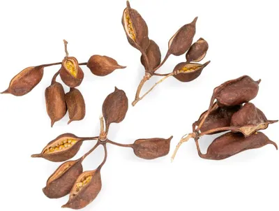 Produktbild von Brachyciton Natur, verpackt mit 100g, Größe je Frucht ca. 5-7cm | Brachychiton populneus