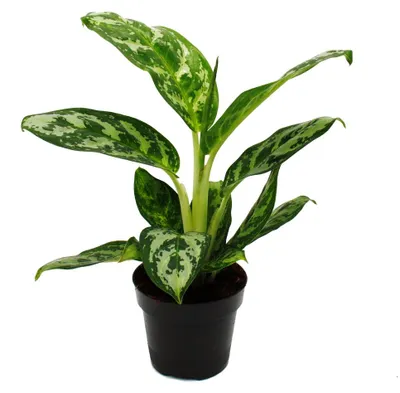 Obrázok produktu pre Aglaonema Amazon Silver – Pestrý klasovitý stonok – Nezvyčajná odroda – 12 cm – výška približne 25–30 cm