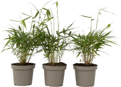 Three potted bamboo plants arranged side-by-side against a white background.