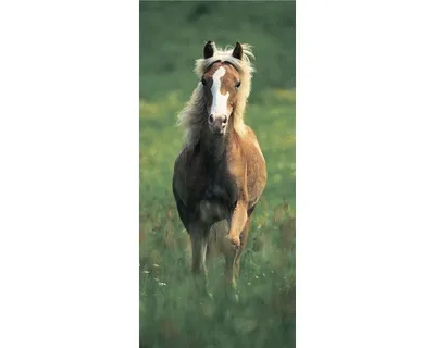 Produktbild von Fototapete Vlies 19606 Türtapete Haflinger Horse 2-tlg. 90 x 200 cm
