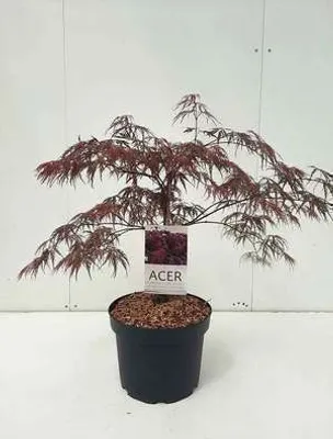 Produktbild von Acer palm. 'Inaba Shidare' - Fächerahorn  60- 80 cm Container