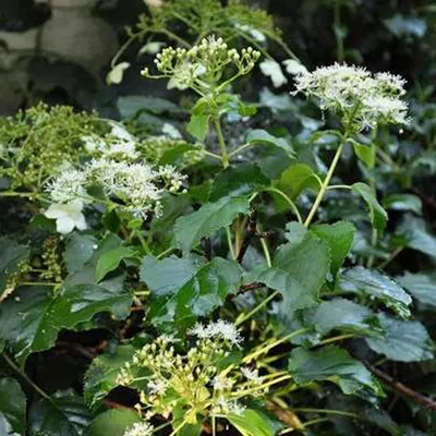 Immagine prodotto di 2 x  ortensia rampicante  - Hydrangea anomala 'Petiolaris'  | 40-60 cm in contenitore