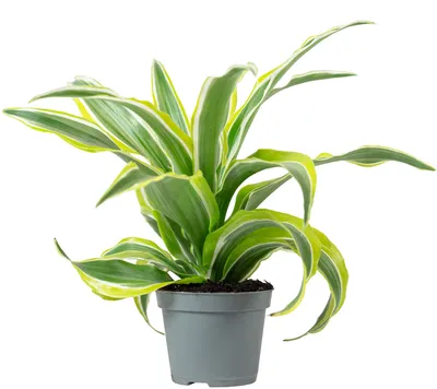 Produktbild von Drachenbaum Lemon Surprise - pflegeleichte Zimmerpflanze, Dracaena Deremensis Fragrans Lemon Surprise - Höhe ca. 10 cm, Topf-Ø 6 cm