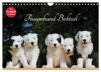 Produktbild von Traumhund Bobtail (Wandkalender 2027 DIN A4 quer), CALVENDO Monatskalender