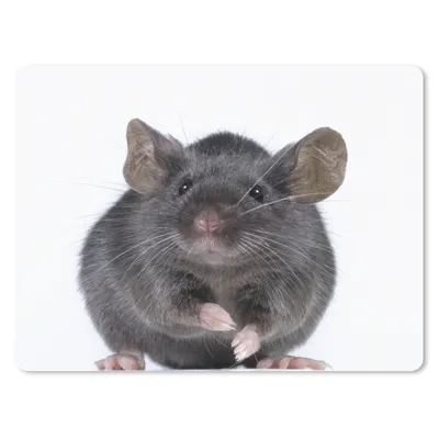 Produktbild von MuchoWow® Mauspad Mousepad Graue Maus 40x30 cm - Mousepads - Maus Mat - Pad - Mausunterlage - Anti Rutsch