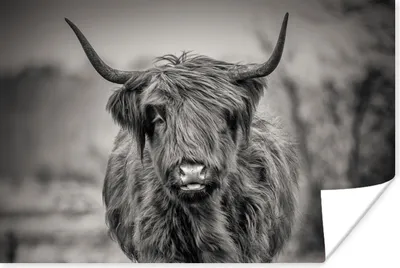 Produktbild von MuchoWow® Poster Schottischer Highlander - Schwarz und Weiß 180x120 cm - Fotoplakat