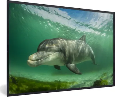 Produktbild von MuchoWow® MuchoWow® Gerahmtes Poster Delfin - Tiere - Wasser 90x60 cm - Poster mit zchwarzem Bilderrahmen - Fotorahmen - Foto-Plakat
