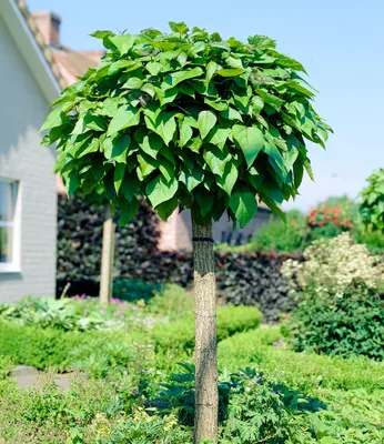 Produktbild von BALDUR Garten 1x Kugel-Trompetenbaum auf Stamm, Pflanze im 4 Liter-Topf, duftende Blätter die Insekten fern halten, trockenresistent, winterhart, pflegeleicht, blühend, Catalpa bignonioides