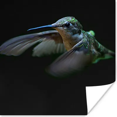 Produktbild von MuchoWow® Poster Kolibri - Federn - Schwarz 75x75 cm - Wand Dekoration