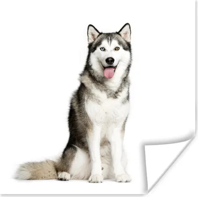 Produktbild von MuchoWow® Poster Husky-Porträt 50x50 cm - Wohnzimmerdekoration