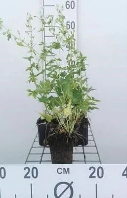 Immagine prodotto di 6 x Geranium phaeum 'Album' - Cranesbill - vaso 9 x 9 cm