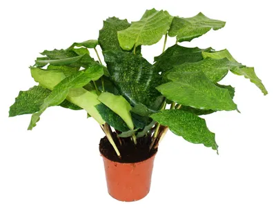 Produktbild von Schattenpflanze mit ungewöhnlichem Blattmuster – Calathea musaica „Network“ – 14-cm-Topf – Höhe ca. 40 cm