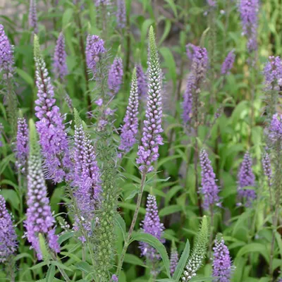 Produktbild von 6 x Langblättriger Ehrenpreis  - Veronica longifolia 'Blauriesin'  | Topf 9cm x 9cm