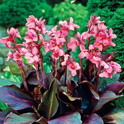 Image de Canna Kanna Paciorecznik Pink Futurity 1 pièce de plants de canna