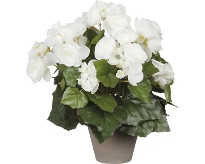 Obrázek produktu pro Mica Decorations Begonia umělá rostlina v květináči Stan - H30 x Ø25 cm - bílá