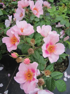 Produktbild von Rosa Orienta Laila ® - Strauchrose - Tantau Rose