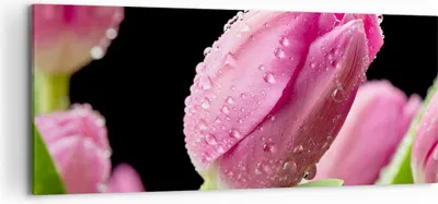 Produktbild von Bild auf Leinwand - Leinwandbild - Tulpe Blumen Tau - 120x50cm - Wand Bild - Wanddeko - Wandbilder - Leinwanddruck - Bilder - Kunstdruck - Wanddekoration - Leinwand bilder - Wandkunst - AB120x50-2483