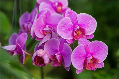 Produktbild von Muralo Fototapete Blumen 520 (B) x 318 (H) cm Vlies Tapete Wandtapeten 3D Effekt Orchideen Wohnzimmer Schlafzimmer moderne Wandbilder XXL Pflanzen Natur Wand Dekoration