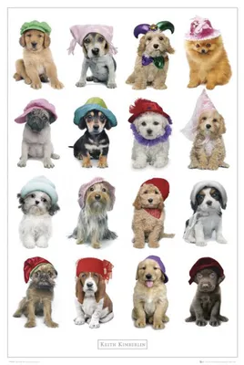 Produktbild von Kimberlin, Keith - Mini-Poster - Hats + 1 Ü-Poster der Grösse 61x91,5cm