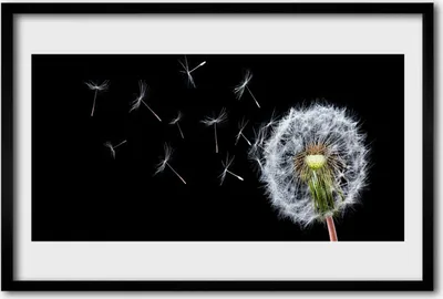 Produktbild von Bild 60x40 MDF-Rahmen Wandkunst Löwenzahn Blumen Natur