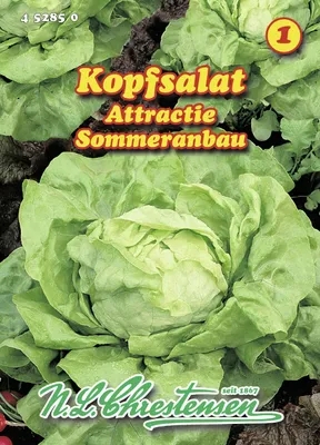 Produktbild von Kopfsalat Attractie | Kopfsalatsamen von N.L. Chrestensen