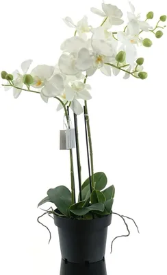 Obrázok produktu pre Umelá orchidea phalaenopsis 62 cm biela v plastovom kvetináči 15 cm