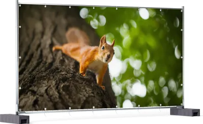 Produktbild von Wallario XXL Outdoor-Poster für Garten oder Balkon, Motiv Süßes neugieries Eichhörnchen an einem Baum, in ca. 340 x 173 cm