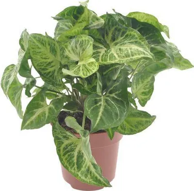 Produktbild von Purpurtute Syngonium Arrow Ø12cm 25cm pflegeleicht Zimmerpflanze luftreinigend