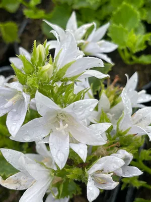 Produktbild von 6 x Campanula poscharskyana. 'E.h. Frost' - Frost-Glockenblume - Topf 9 x 9 cm
