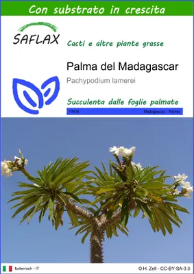 Immagine prodotto di SAFLAX  - Palma del Madagascar - 10 semi - Con substrato - Pachypodium