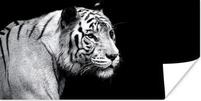 Produktbild von MuchoWow® Poster Tiger - Wilde Tiere - Licht 40x20 cm - Poster für die Wand - Poster Schlafzimmer