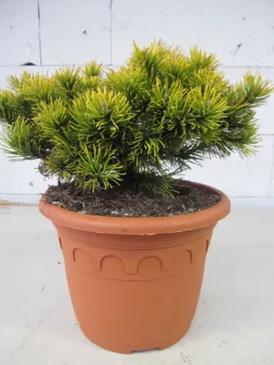Produktbild von Pinus pumilio Wintergold - Zwerg-Kiefer Wintergold - 25-30cm