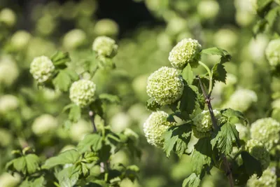 Produktbild von Viburnum opulus 'Roseum', Schneeball, weiße Blüten, 80–100 cm