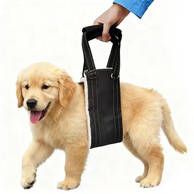 Image de Soutien lombaire pour chien - Ergonomique - Réglable - Support - Rééducation - Harnais pour chien