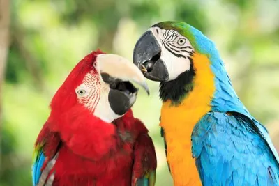Produktbild von 3 D Ansichtskarte Papageien, Aras Postkarte Wackelkarte Hologrammkarte Tiere Tier Vogel