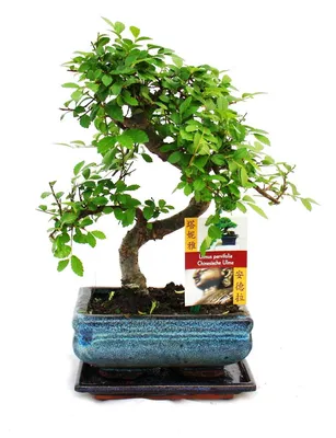 Produktbild von Bonsai Chinesische Ulme - Ulmus parviflora - ca. 6 Jahre
