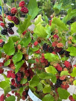 Produktbild von Hochstamm Zwerg-Maulbeere Mojo Berry ® - Morus rotundiloba - sehr bienenfreundlich - Seidenraupenmaulbeere