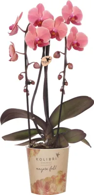 Obrázok produktu pre Orchidea Narbonne lososovo ružová Phalaenopsis kvitnúca izbová rastlina Ø12 cm Čerstvá z