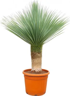 Obrázok produktu pre Palmová ?alia Yucca Rostrata - 55cm kvetiná? - výška cca 150-170 cm