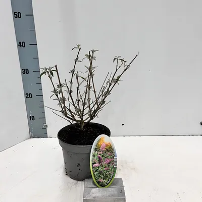Immagine prodotto di Buddleja davidii 'Pink Delight' - Buddleia | 30-40 cm in vaso
