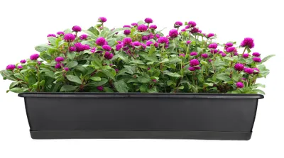 Produktbild von BigDean Blumenkasten mit Untersetzer 60 cm lang anthrazit - aus PP-Kunststoff - Balkon Pflanzkasten schmal Balkonkasten