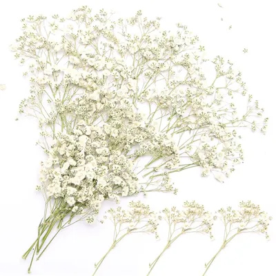 Trockenblumen, 100 Stück, 15 cm, weiß, getrocknetes Schleierkraut zum Basteln