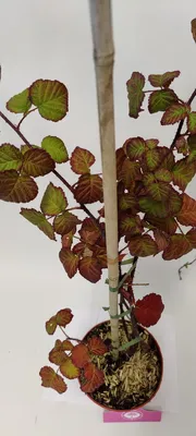 Obrázok produktu pre Rubus fruticosus x idaeus 'Tayberry' kríženec maliny s černicou, ostružina, 2 l kvetináč